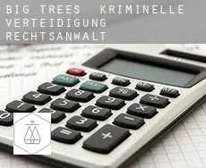 Big Trees  kriminelle verteidigung rechtsanwalt
